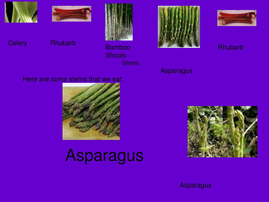 PPT Which Parts Of A Plant Do We Eat? PowerPoint Presentation, free