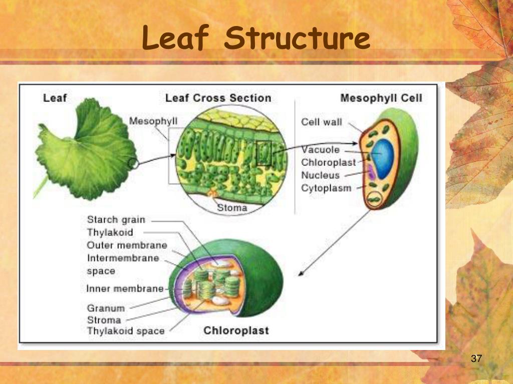 PPT Photosynthesis PowerPoint Presentation, free download ID2629374