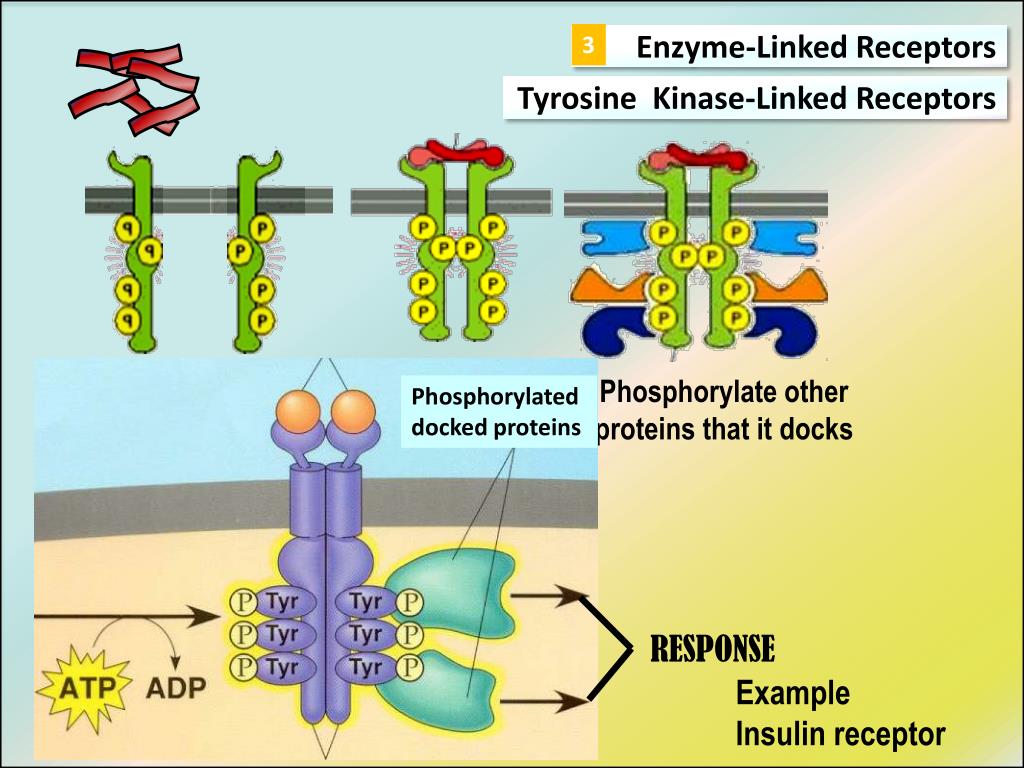 PPT RECEPTOR FAMILIES PowerPoint Presentation, free download ID2630861