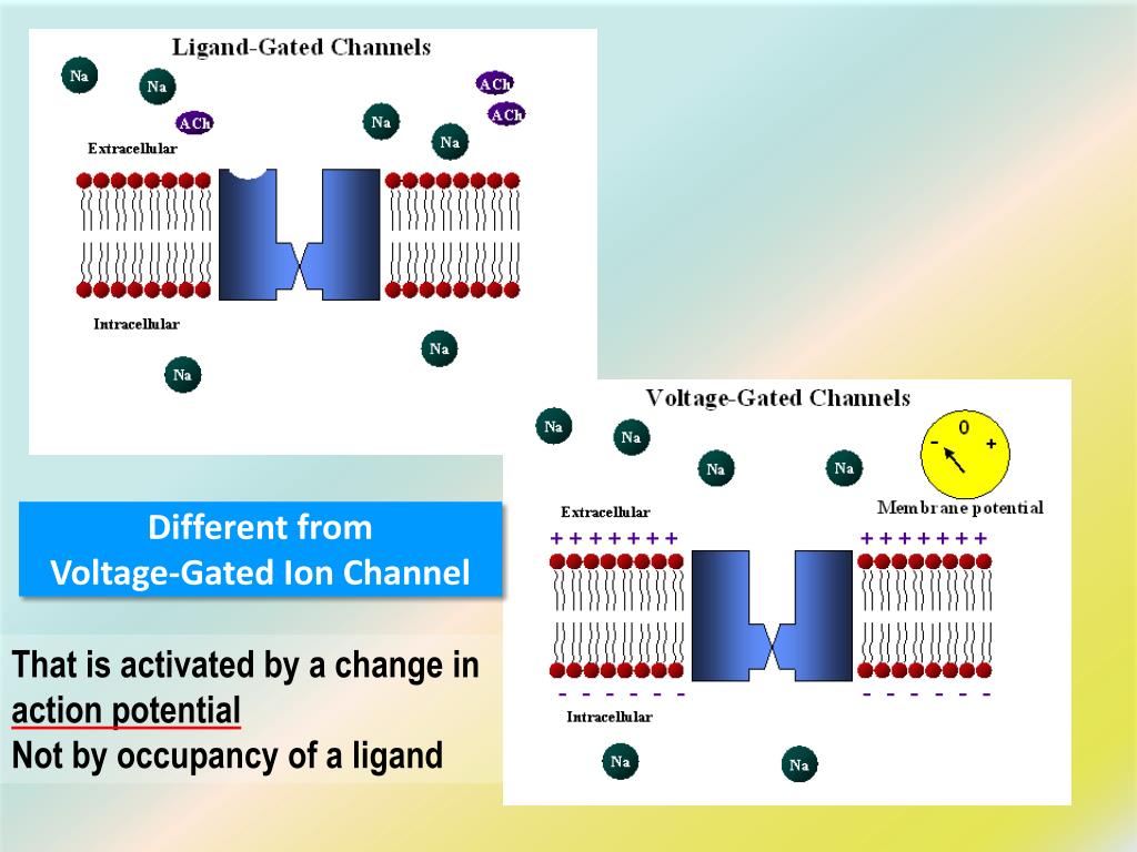 PPT RECEPTOR FAMILIES PowerPoint Presentation, free