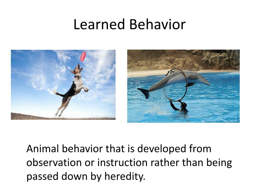 PPT Inherited Traits and Learned Behaviors Vocabulary Words