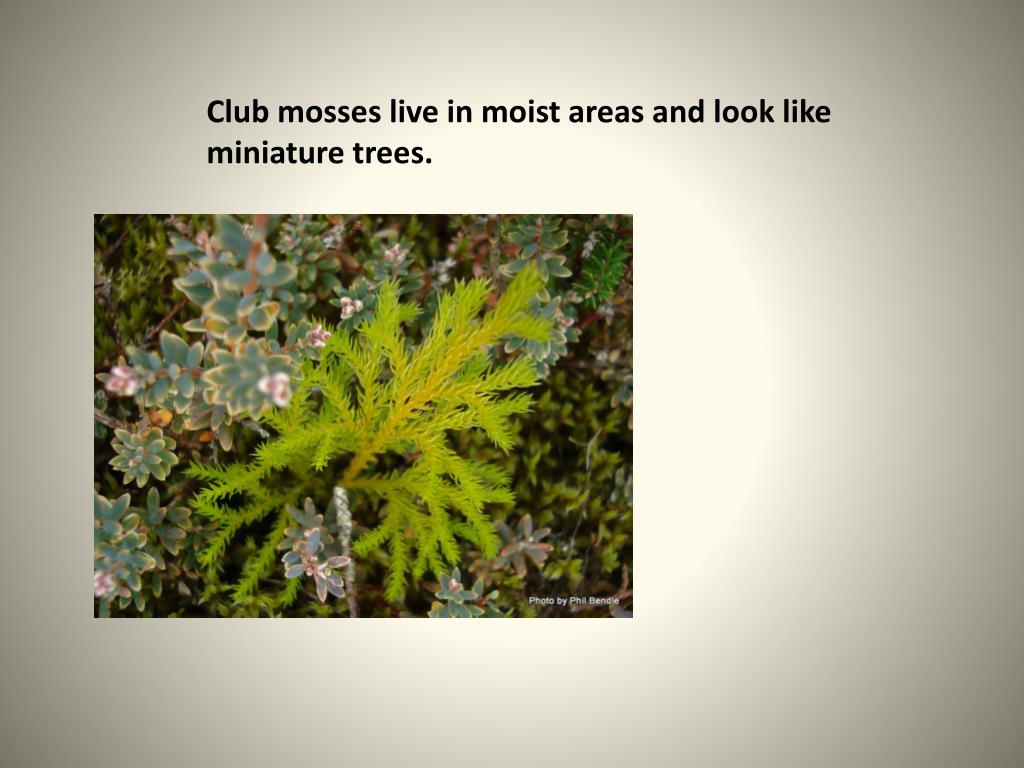 PPT Seedless Vascular Plants PowerPoint Presentation, free download ID2632832