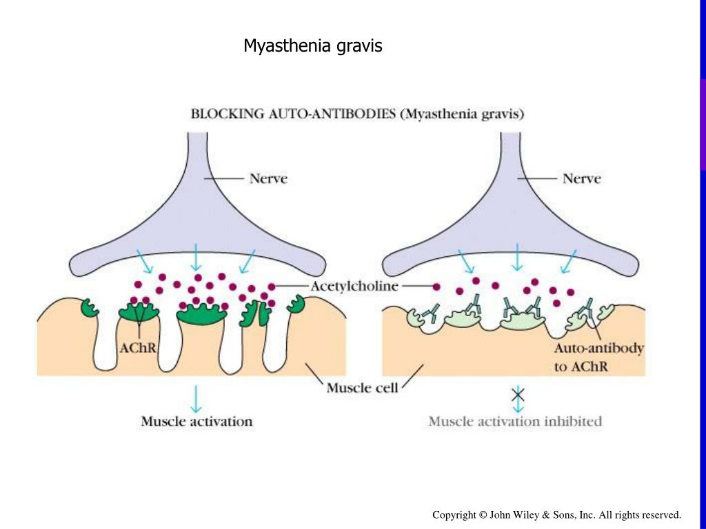 PPT Postsynaptic neuron PowerPoint Presentation, free download ID