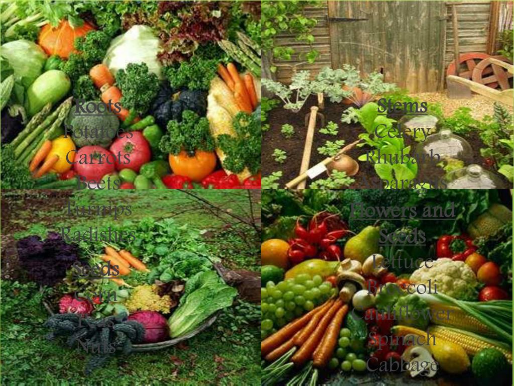 PPT The Plants We Eat PowerPoint Presentation, free download ID2634104