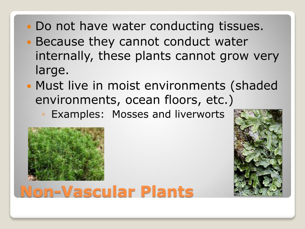 PPT Kingdom Plantae PowerPoint Presentation, free download ID2634126