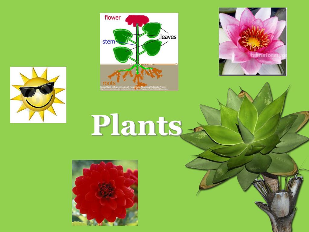 PPT Plants PowerPoint Presentation, free download ID2640586