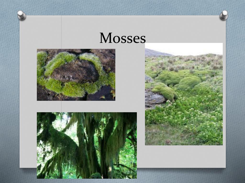 PPT Seedless Plants PowerPoint Presentation, free download ID2640593