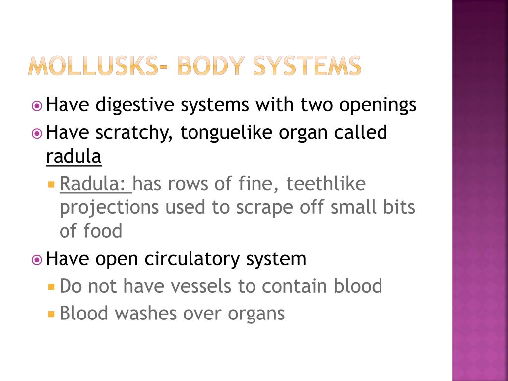 PPT Mollusks and segmented worms PowerPoint Presentation, free
