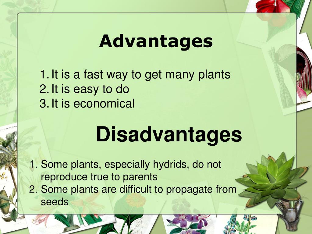 PPT Plant Life Cycle 4.01 Explain the growth process of plants