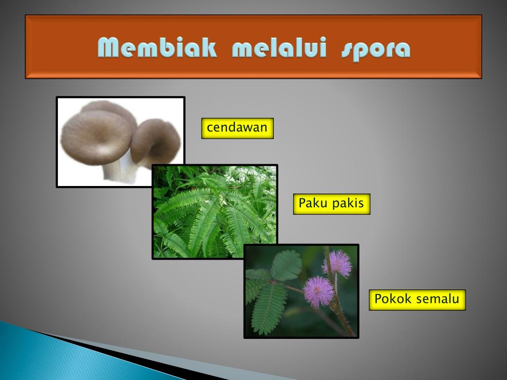 Inspirasi 31+ PokokSetawar, Hiasan Bunga