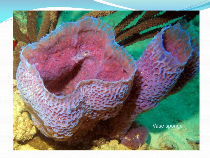 PPT Sponges Kingdom Animalia Phylum Porifera PowerPoint Presentation