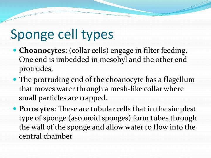 PPT Sponges Kingdom Animalia Phylum Porifera PowerPoint Presentation
