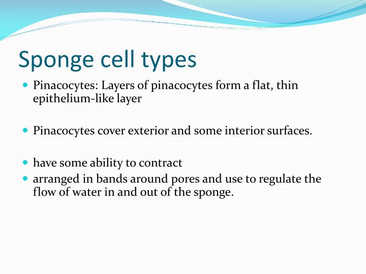 PPT Sponges Kingdom Animalia Phylum Porifera PowerPoint Presentation