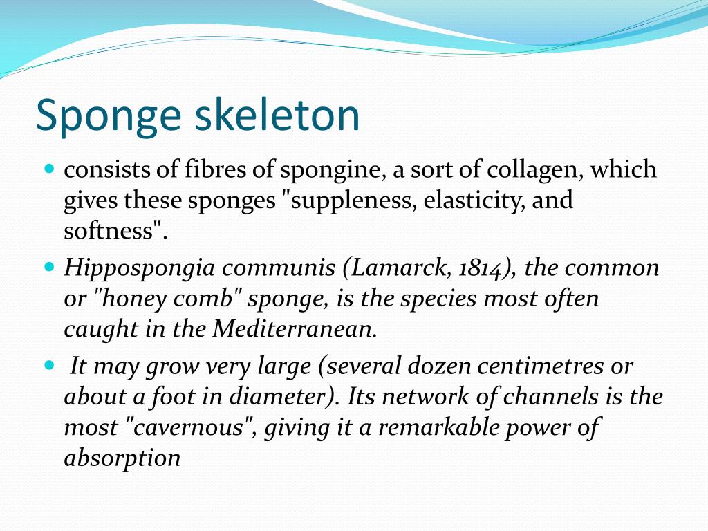 PPT Sponges Kingdom Animalia Phylum Porifera PowerPoint Presentation