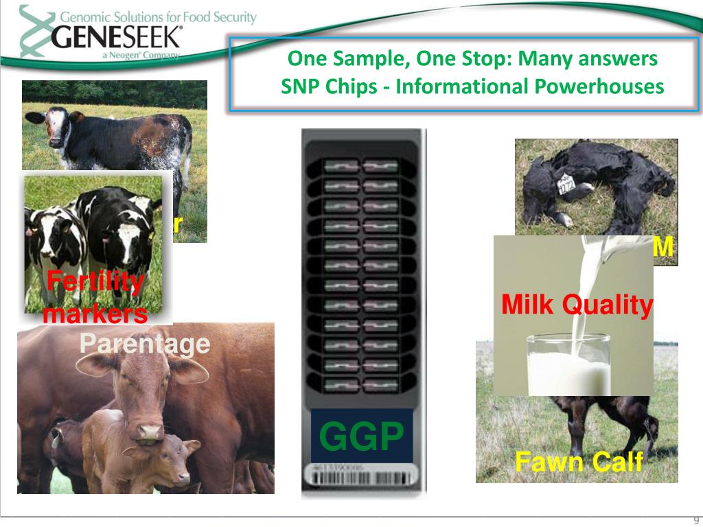 PPT Australian Wagyu Society PowerPoint Presentation, free download