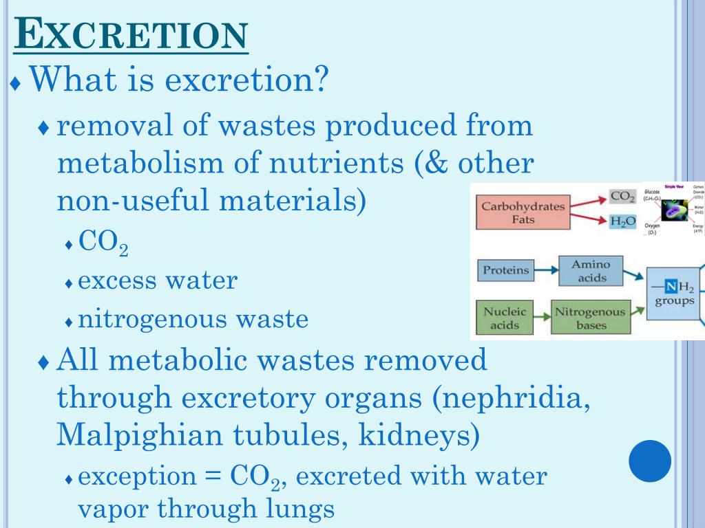 PPT Unit 16 (Ch. 22) Gas Exchange & Excretion PowerPoint