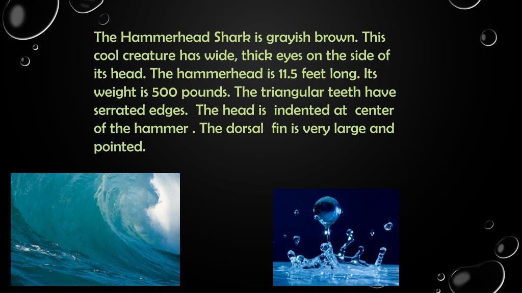 PPT The Hammerhead PowerPoint Presentation, free download ID2654905
