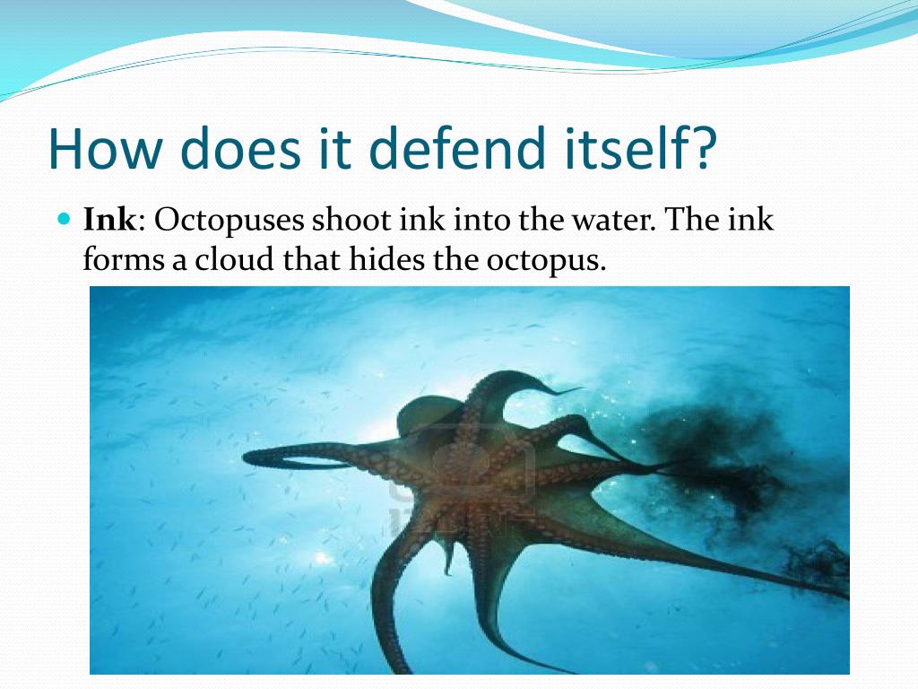 PPT Octopuses PowerPoint Presentation, free download ID2654982