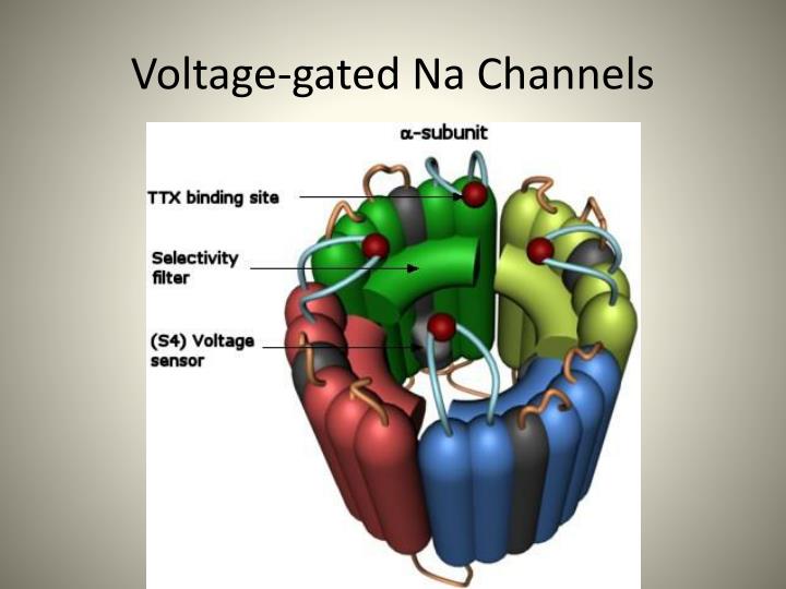 PPT Tetrodotoxin PowerPoint Presentation ID2655304