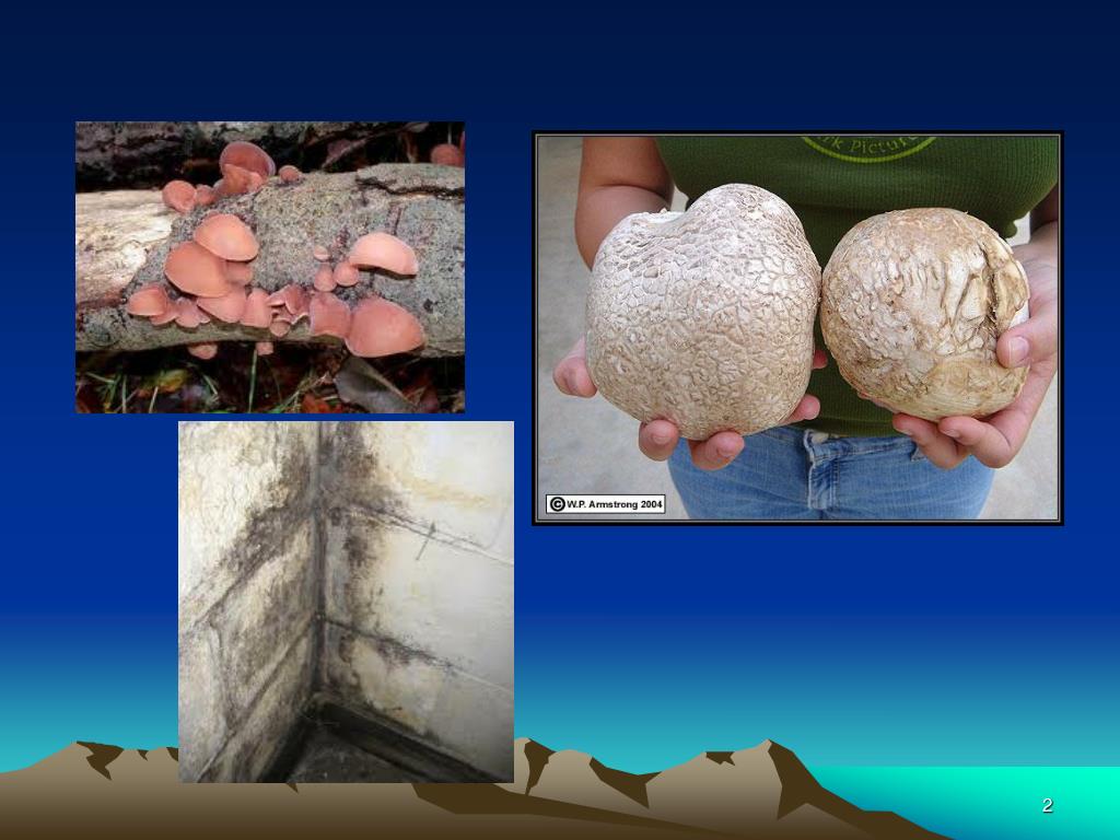 PPT 3. Kingdom Fungi multicellular eukaryotic PowerPoint Presentation