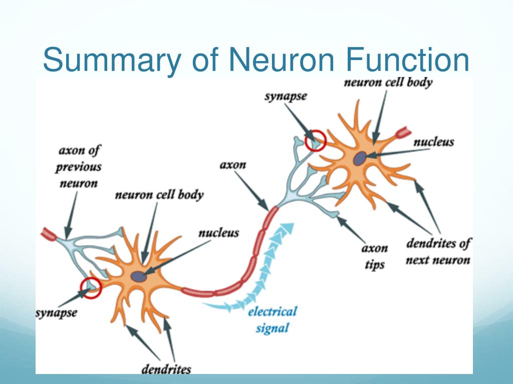 PPT The Nervous & Immune System PowerPoint Presentation