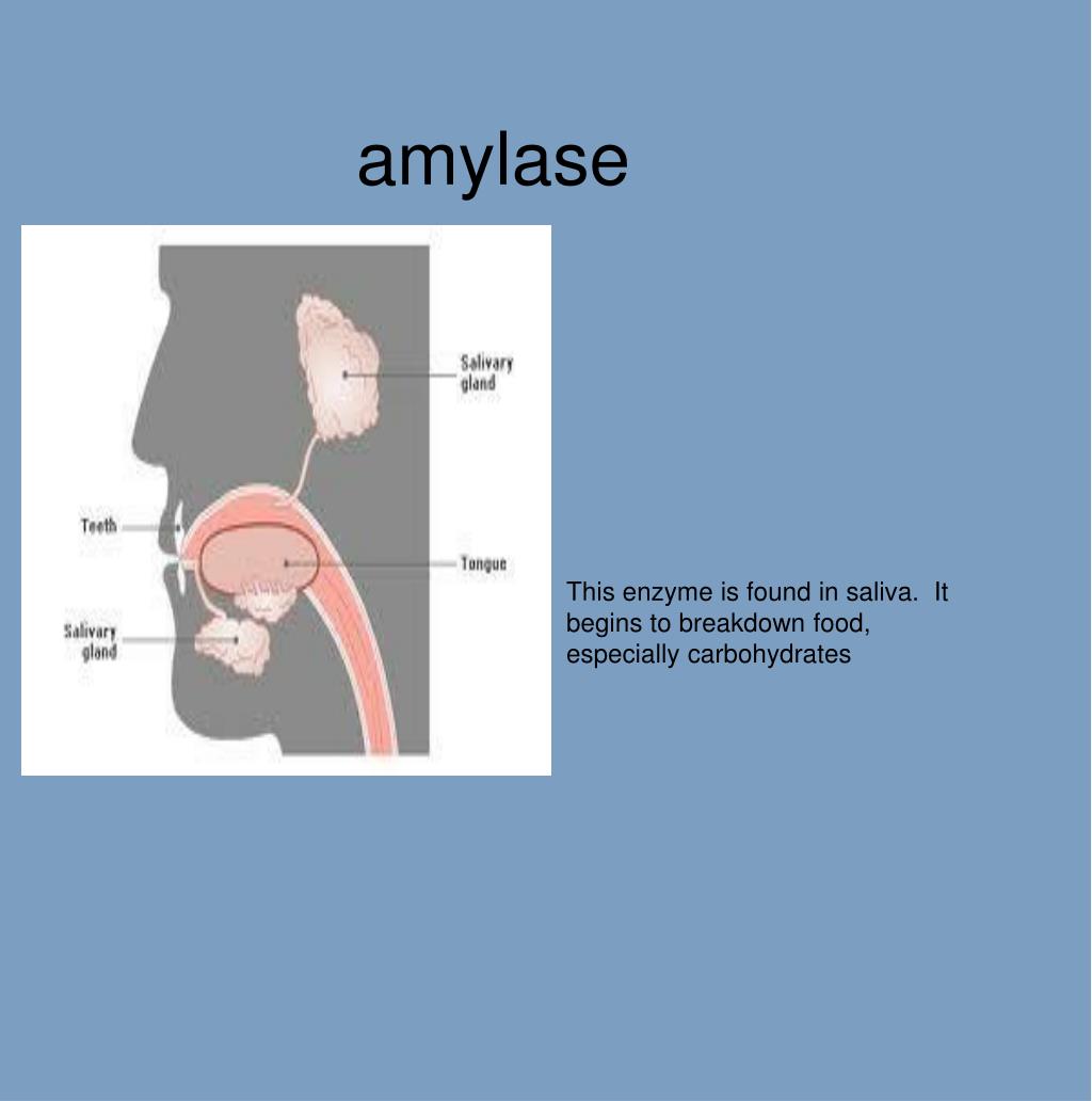 PPT Chapter 39 digestive system PowerPoint Presentation, free