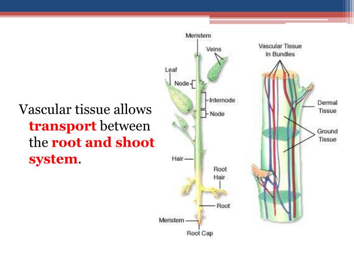 PPT Plant Organ Systems PowerPoint Presentation ID2661599
