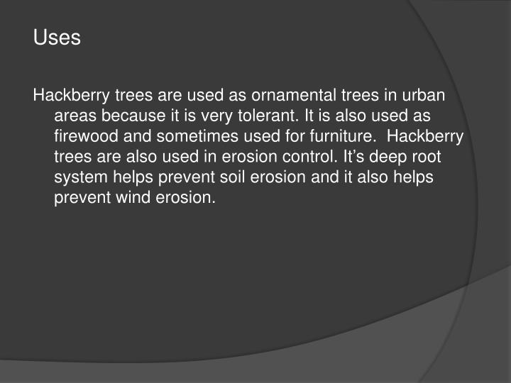 PPT Hackberry PowerPoint Presentation ID2663299