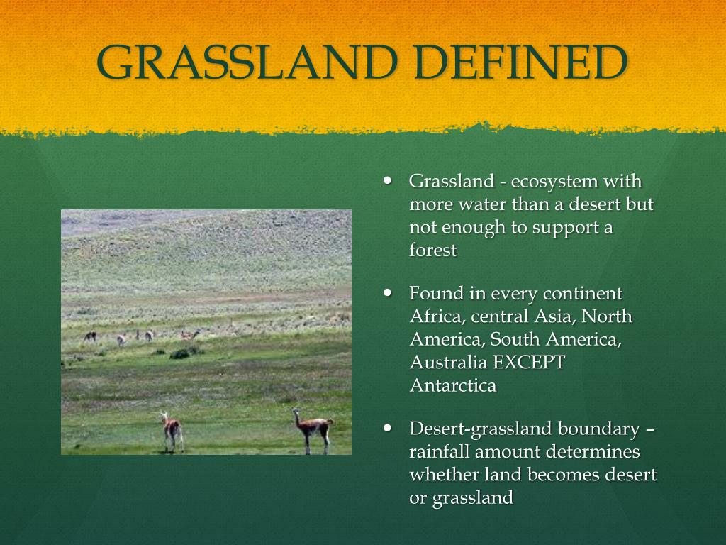 PPT GRASSLAND BIOMES PowerPoint Presentation, free download ID2668105