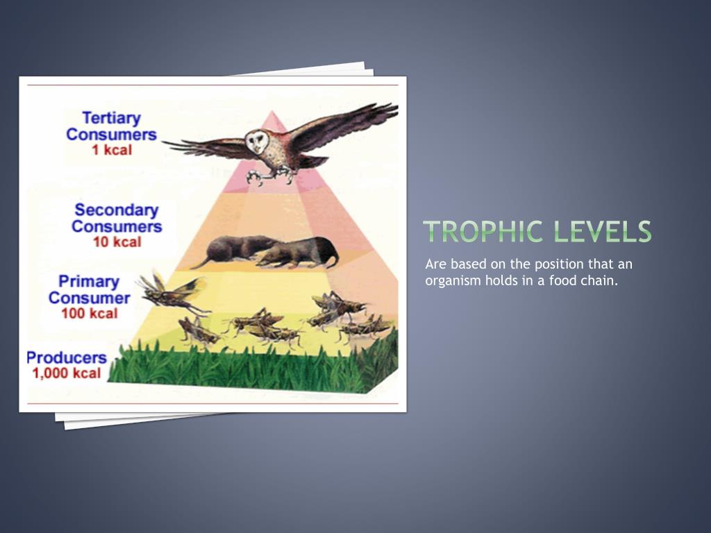 PPT Lab 10 Food Web PowerPoint Presentation, free download ID2670215