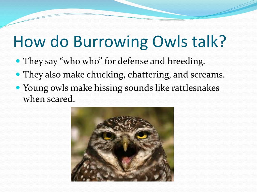 PPT Burrowing Owls PowerPoint Presentation, free download ID2670252