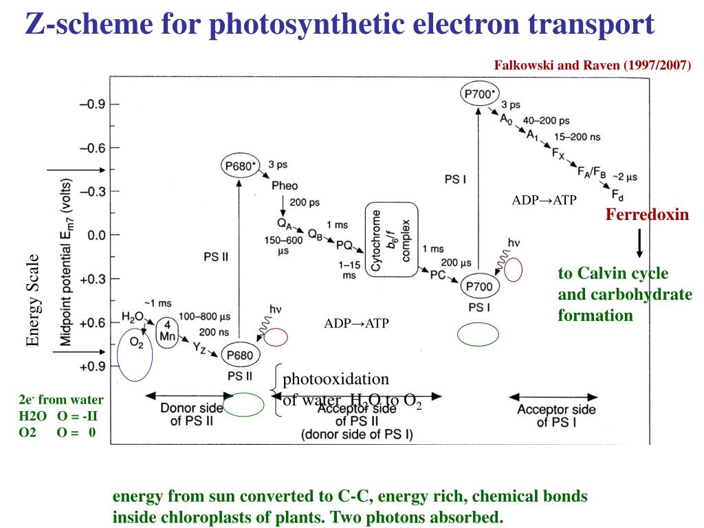 PPT Lecture 16 The Redox Reactions PowerPoint Presentation ID2670420