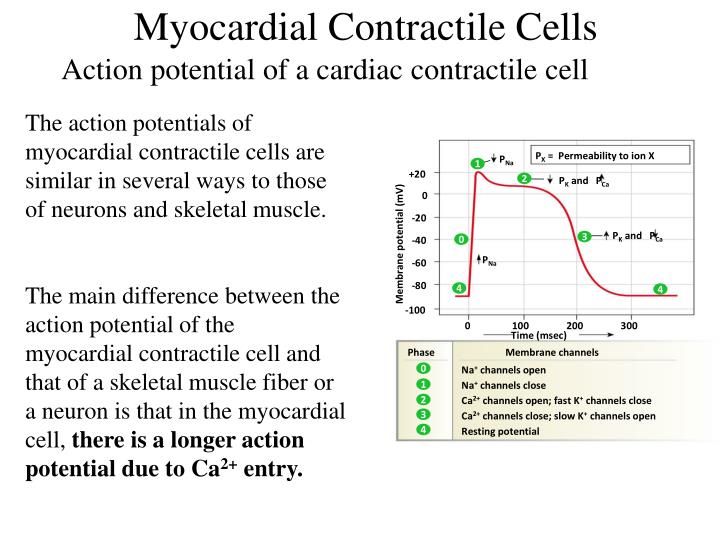 PPT CARDIAC ACTION POTENTIAL PowerPoint Presentation ID2671566