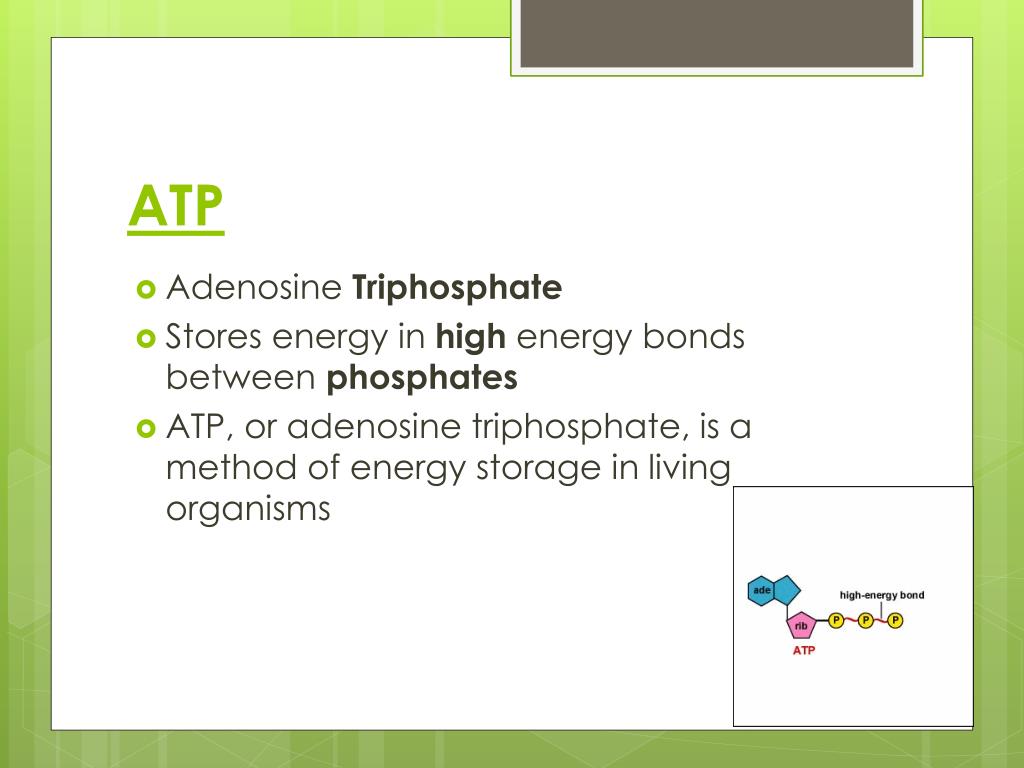 PPT Photosynthesis Quiz Grade Breakdown PowerPoint Presentation, free