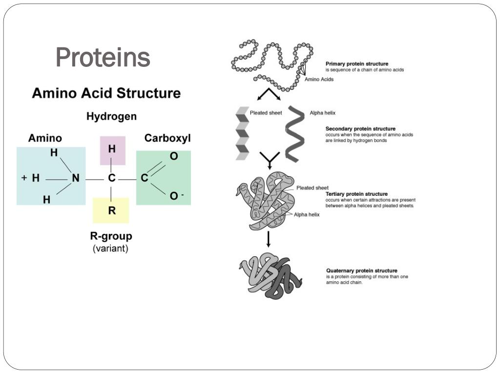 PPT Biochemistry PowerPoint Presentation, free download ID2672964