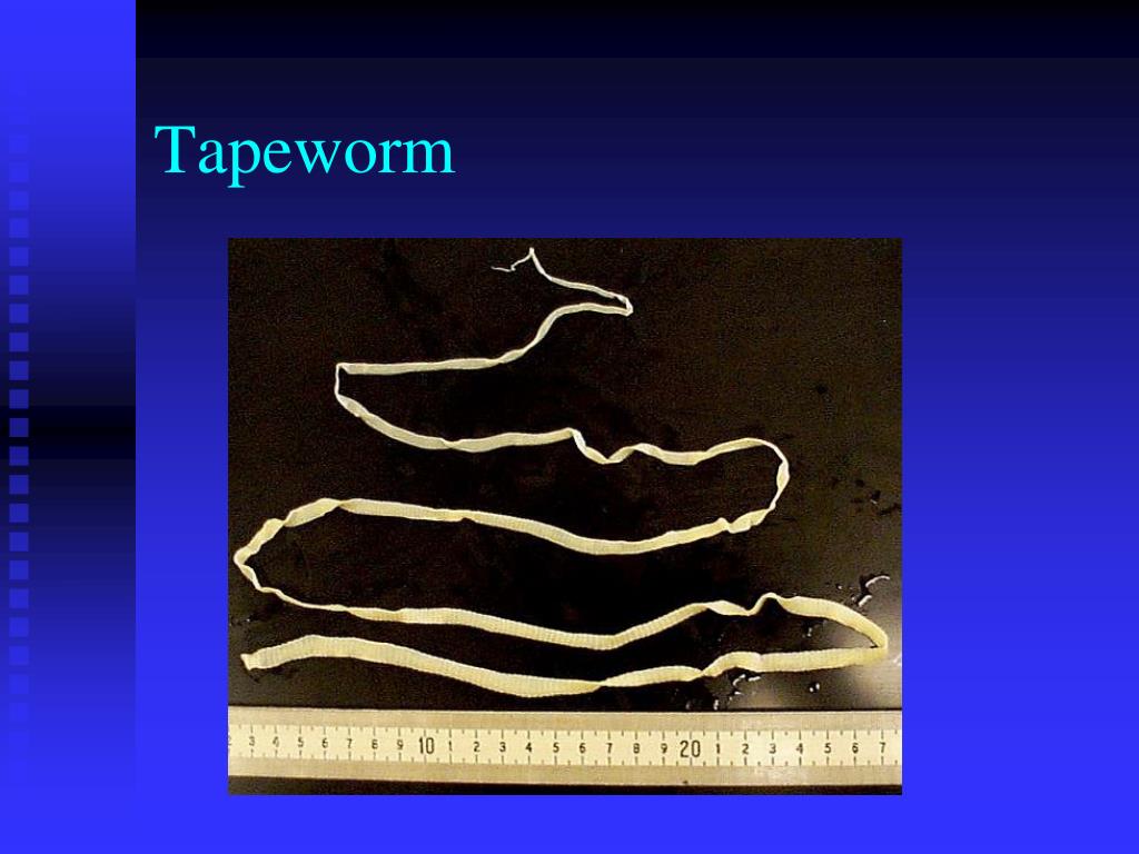 PPT SYMBIOTIC RELATIONSHIPS WORDS 1722 Symbiosis Mutualism