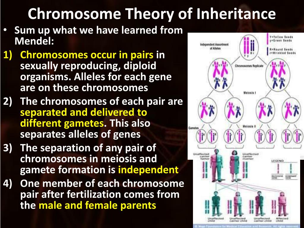PPT Mendel PowerPoint Presentation, free download ID2680831