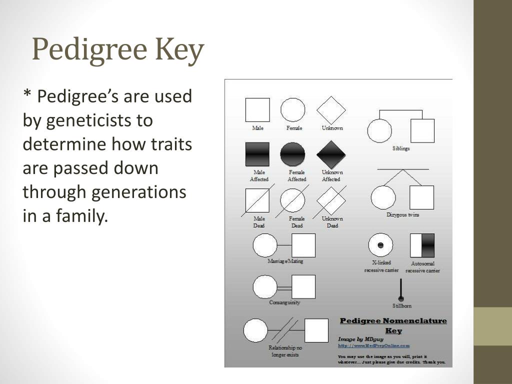 PPT Pedigree Analysis PowerPoint Presentation, free download ID2680893
