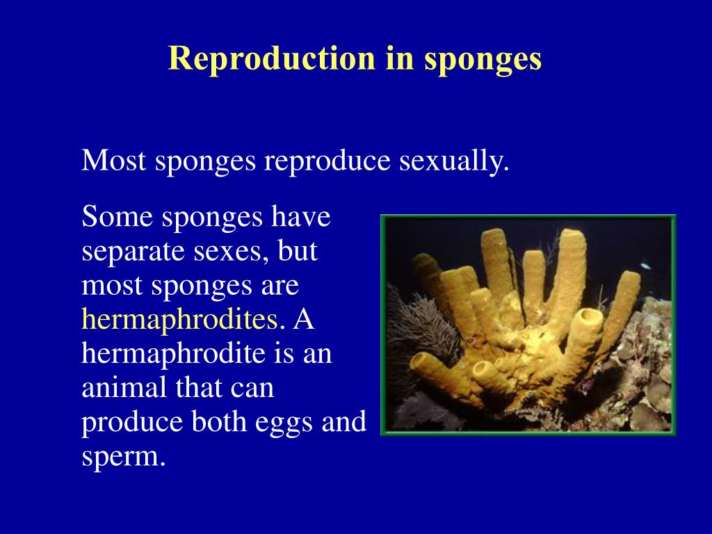PPT What is a sponge? PowerPoint Presentation, free download ID2682659