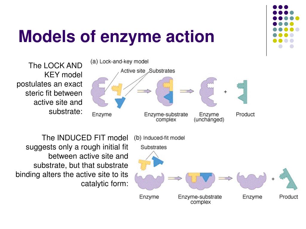 PPT Enzymes PowerPoint Presentation, free download ID2683613