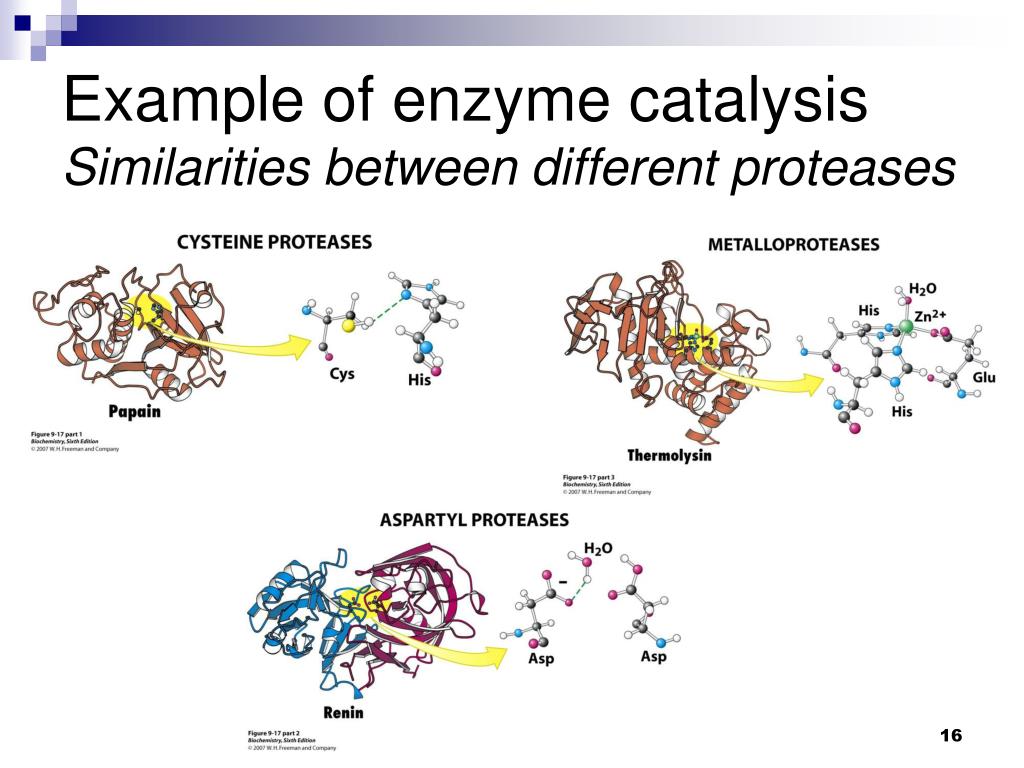 PPT CHMI 2227E Biochemistry I PowerPoint Presentation, free download
