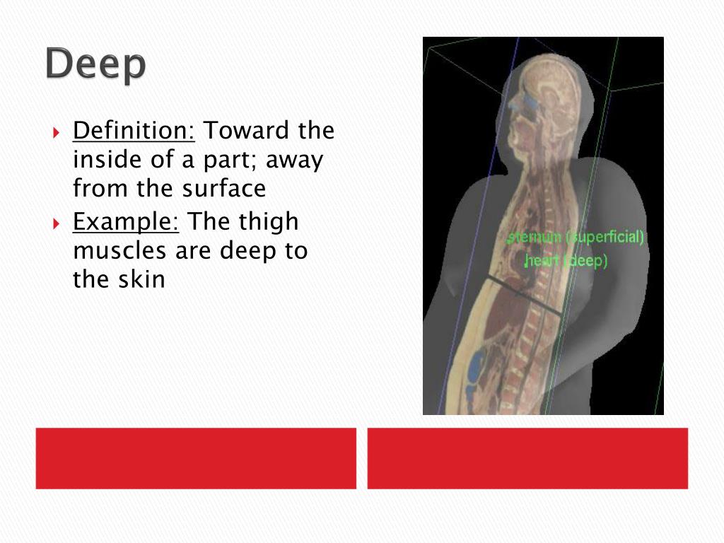 PPT Anatomical Planes and Directions PowerPoint Presentation, free