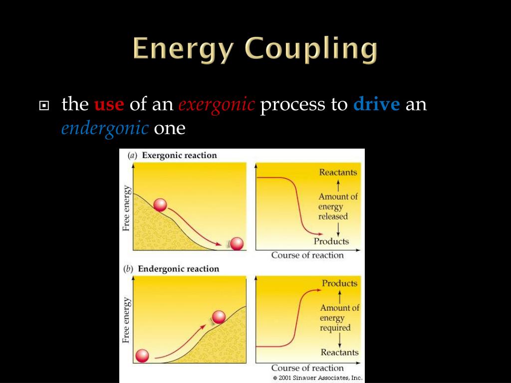 PPT Metabolism Vocabulary PowerPoint Presentation, free download ID