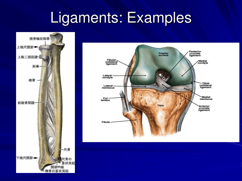 PPT Connective Tissue HKIN 473 PowerPoint Presentation, free download ID2686072