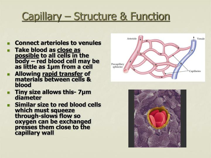 PPT Open circulation PowerPoint Presentation ID2687137