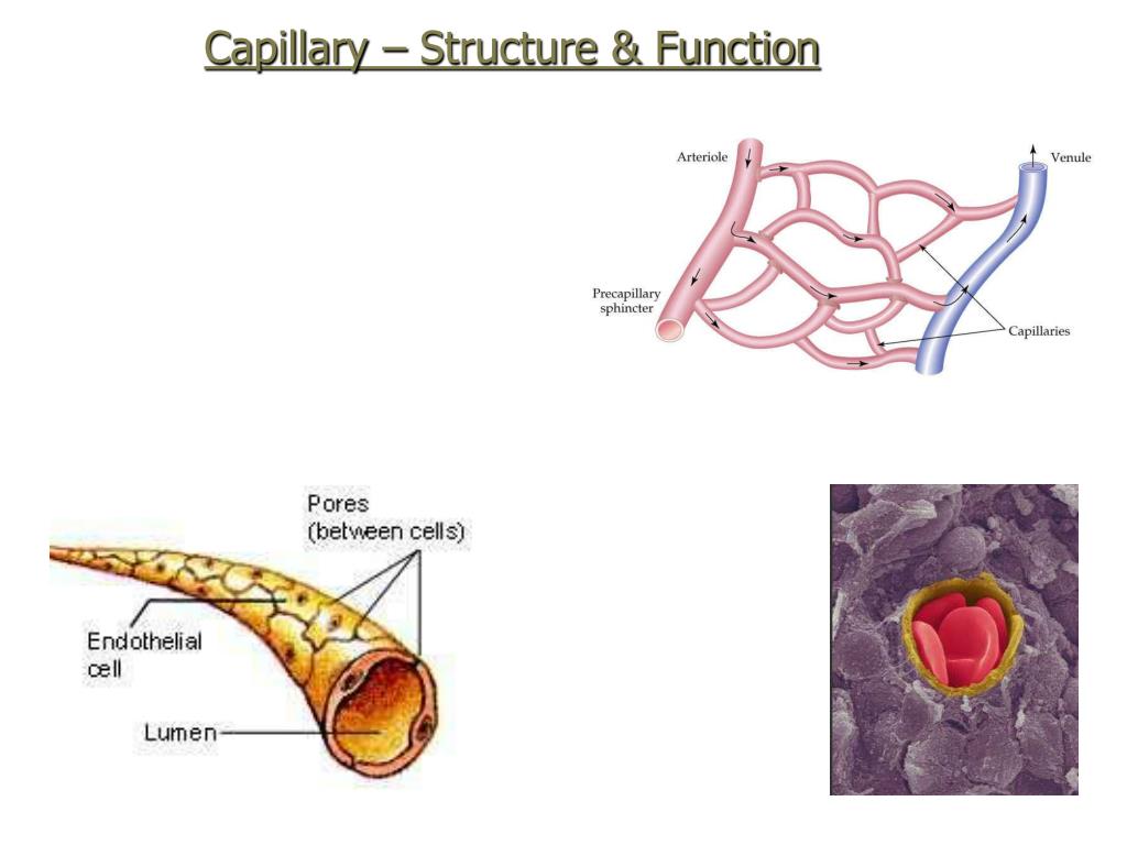 PPT Open circulation PowerPoint Presentation, free download ID2687137