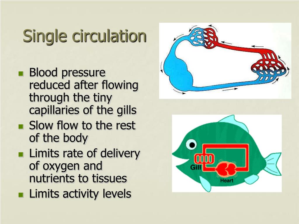 PPT Open circulation PowerPoint Presentation, free download ID2687137