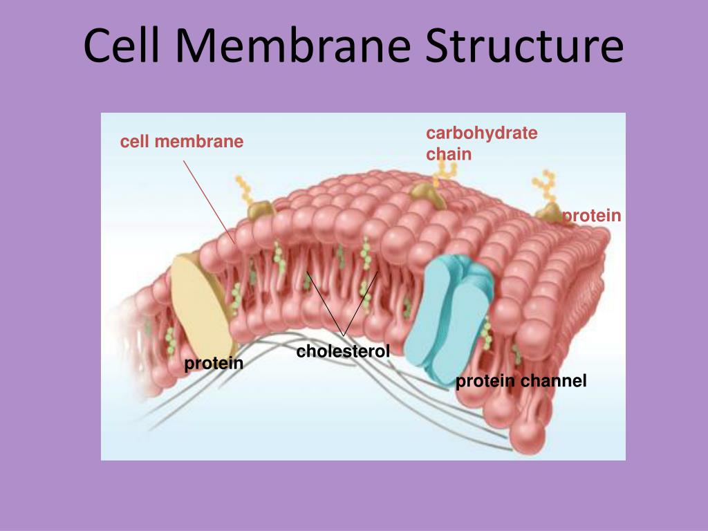PPT Cell Membrane PowerPoint Presentation, free download ID2687389