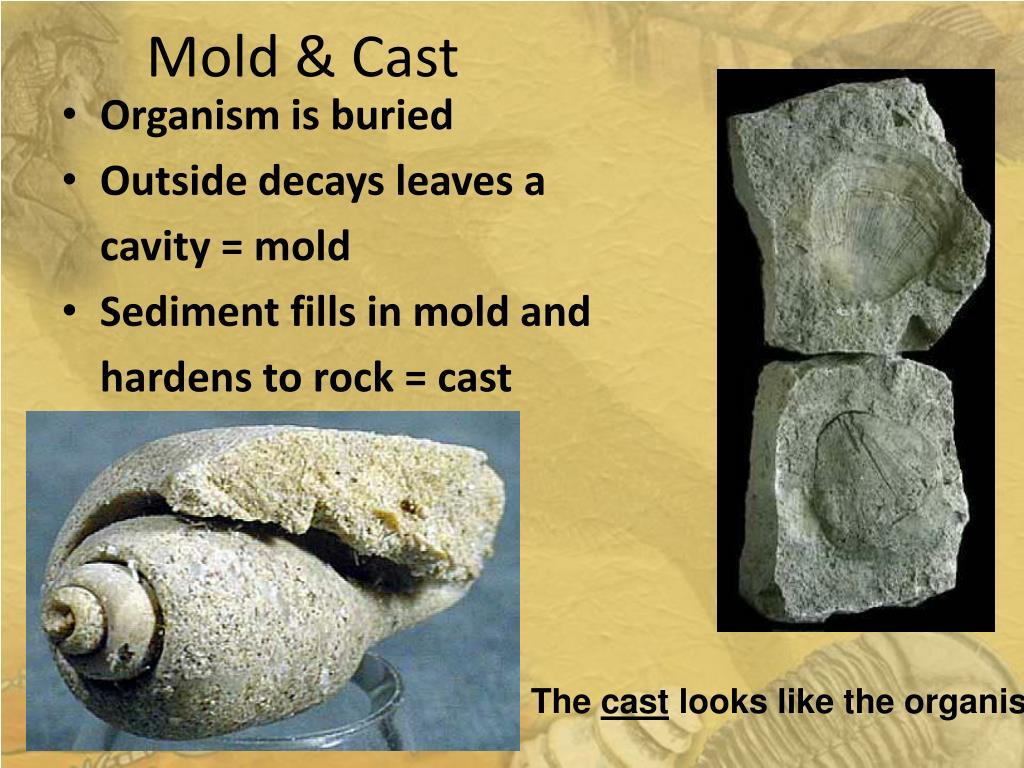 PPT The Rock and Fossil Record PowerPoint Presentation ID2687525