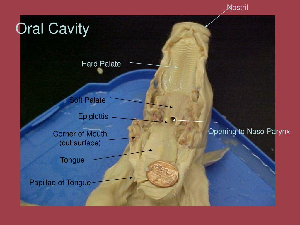 PPT Fetal Pig Dissection PowerPoint Presentation, free download ID